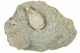 Cystoid (Holocystites) Fossil - Indiana #190994-1